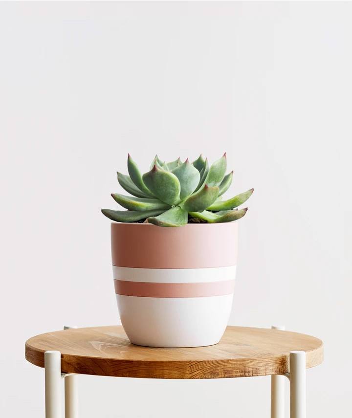 Succulents