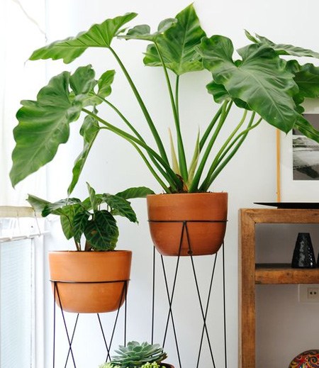 Indoor Plants